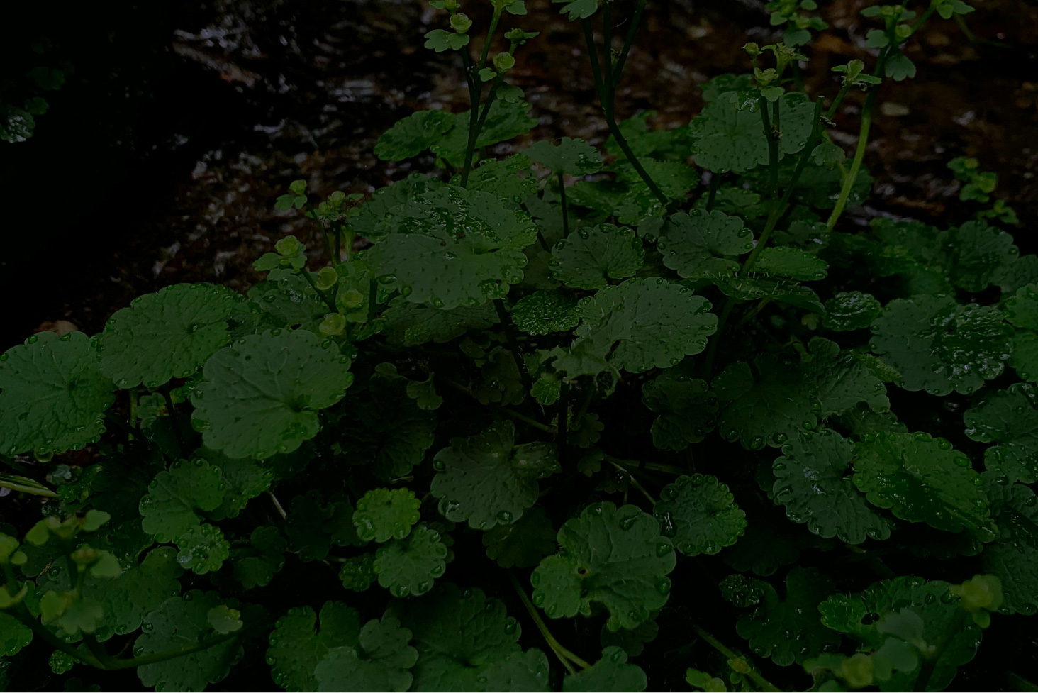 The Old Grey Brewery